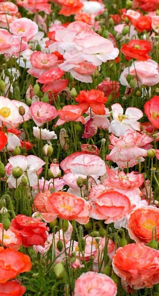 Poppies Seed Mix