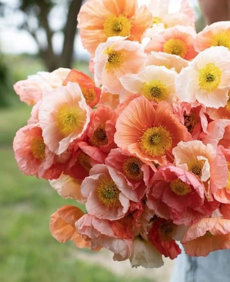 Poppies Seed Mix
