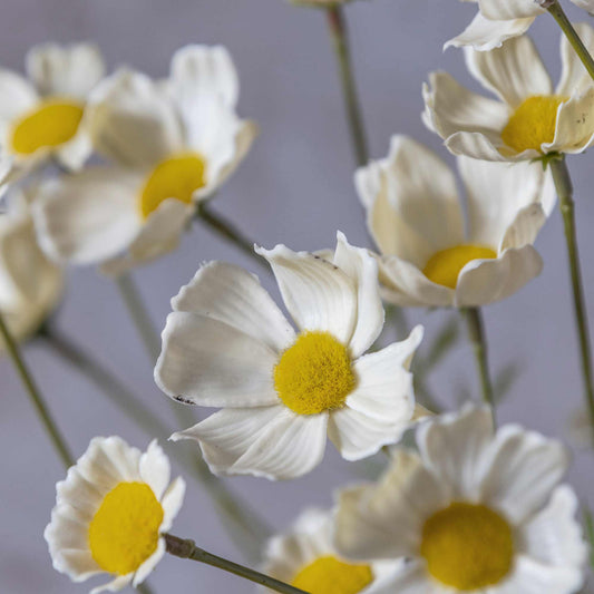 Close-up of white flowers with yellow centers on a blurred background