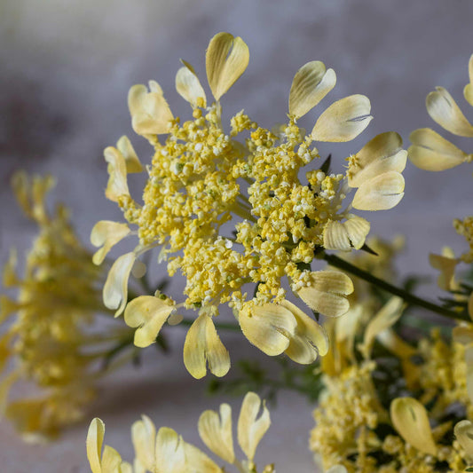 Close-up of yellow flowers with a blurred background