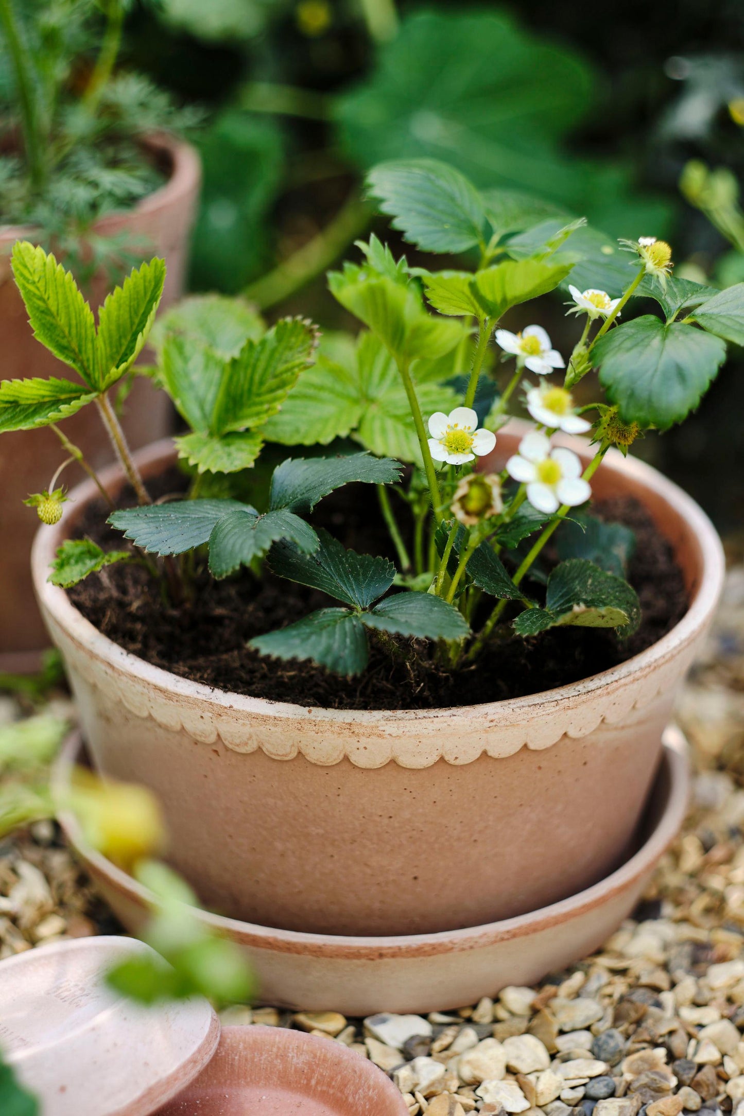 Helena Pot