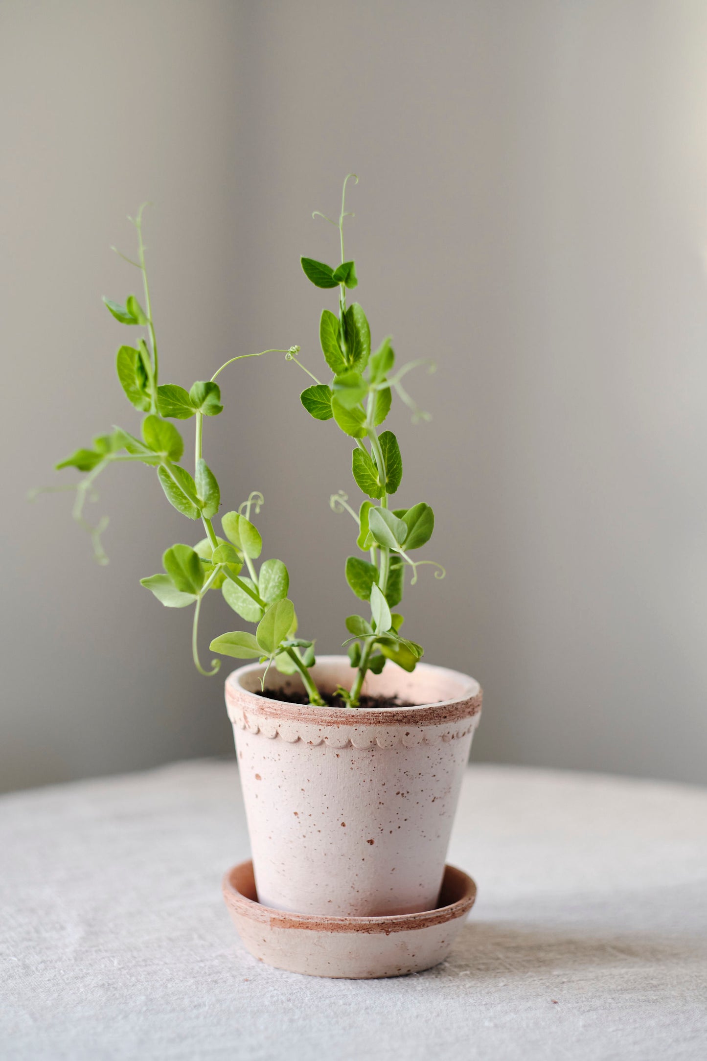 Helena Pot