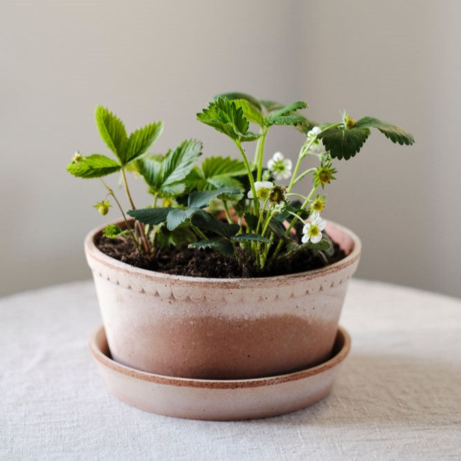 Helena Pot