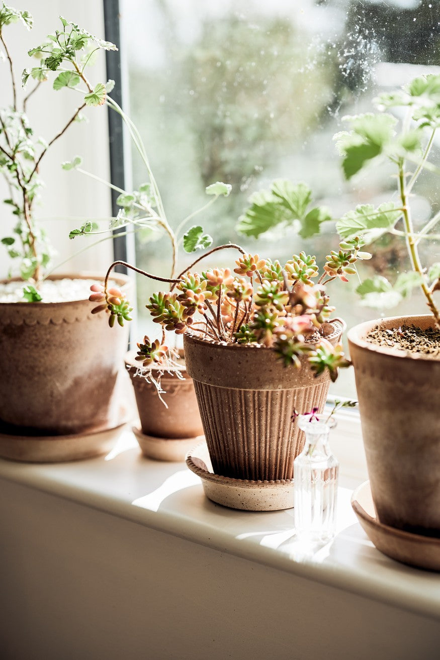 Helena Pot