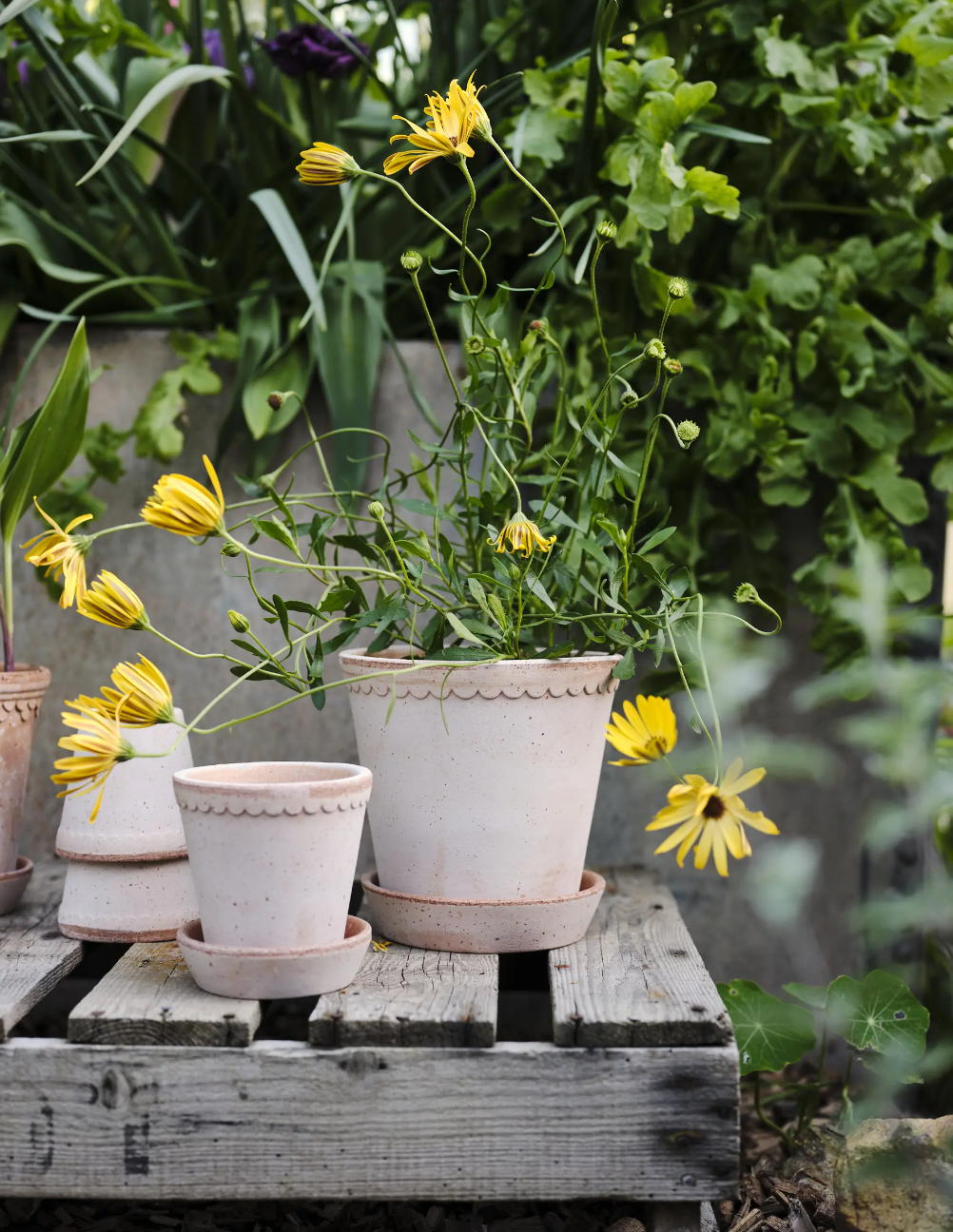 Helena Pot
