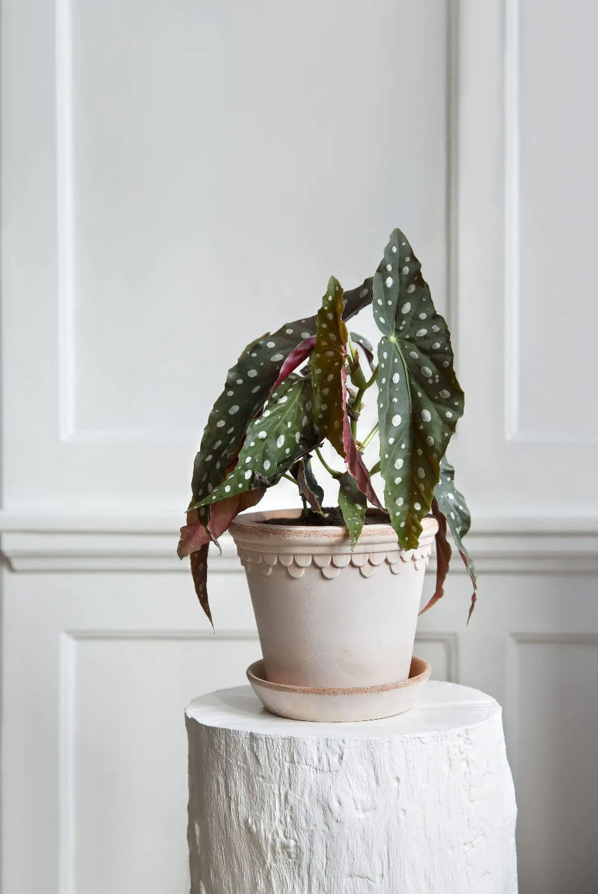 Københavner Pot