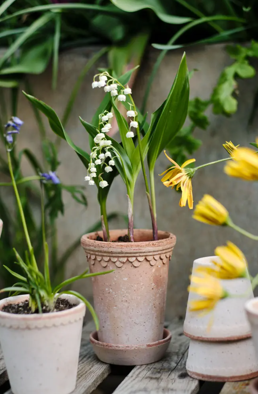 Københavner Pot