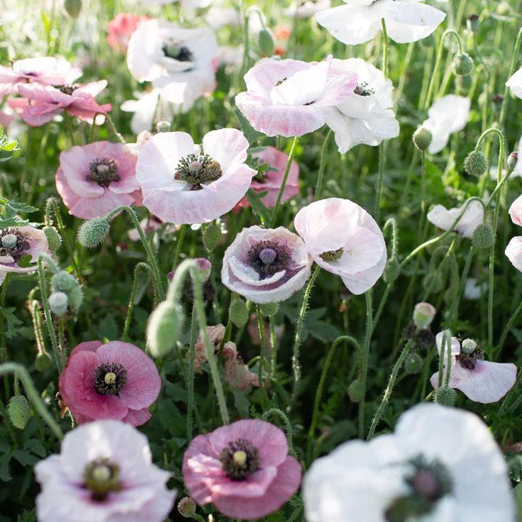 Poppies Seed Mix