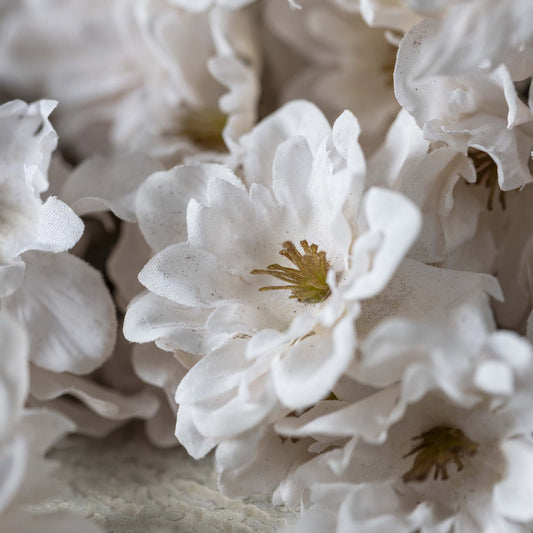 Close-up of white flowers with a soft focus background
