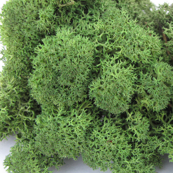 Reindeer Moss