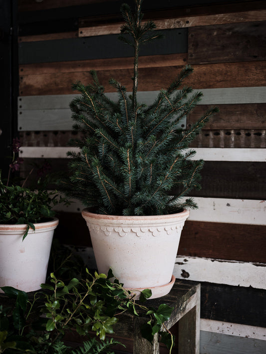 Bergs Potter Winter Care Guide