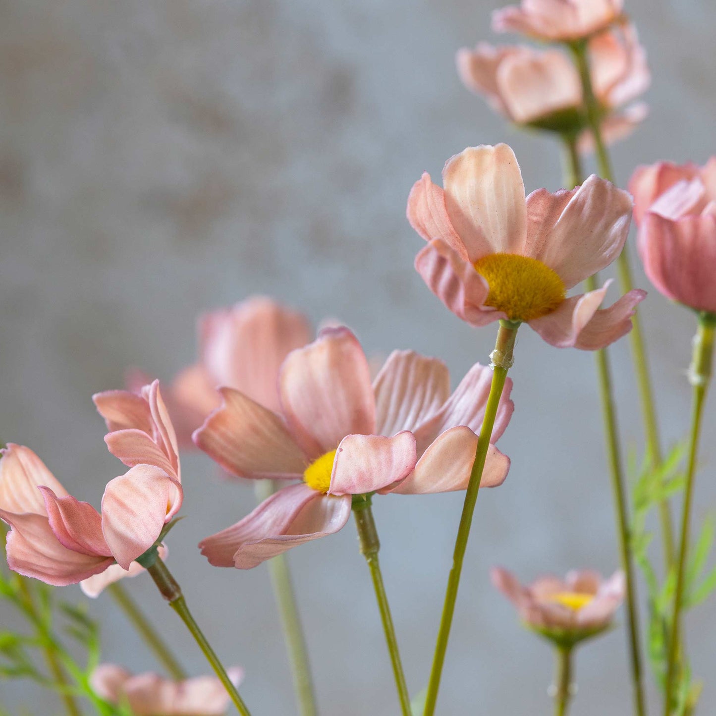 Close-up of pink flowers with a blurred background