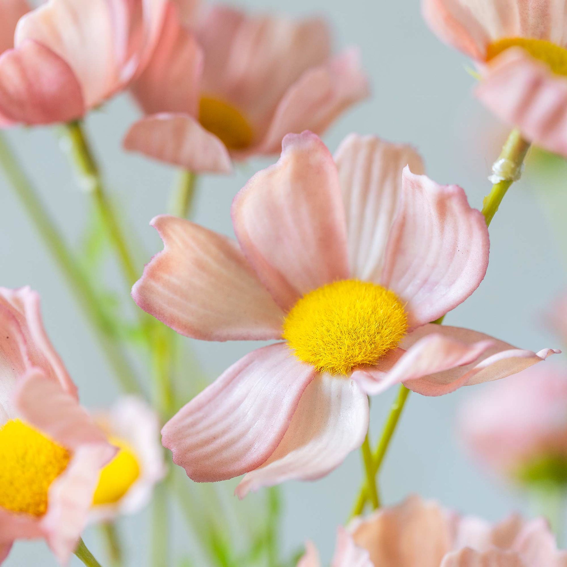 Close-up of pink flowers with yellow centers on a light background