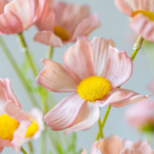 Close-up of pink flowers with yellow centers on a light background