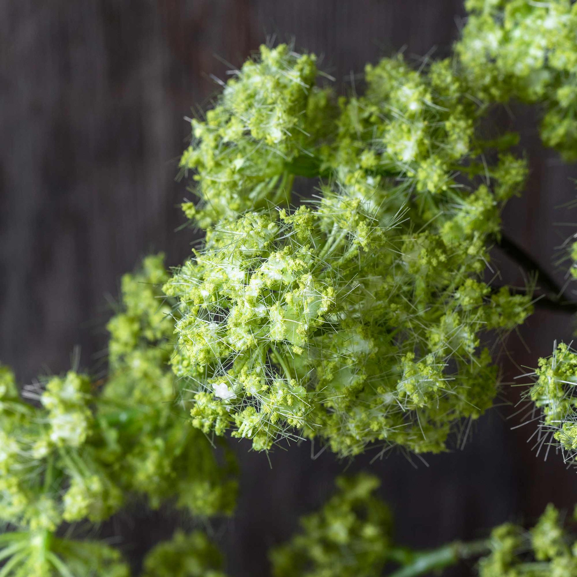 Close-up of green plant with a blurred background