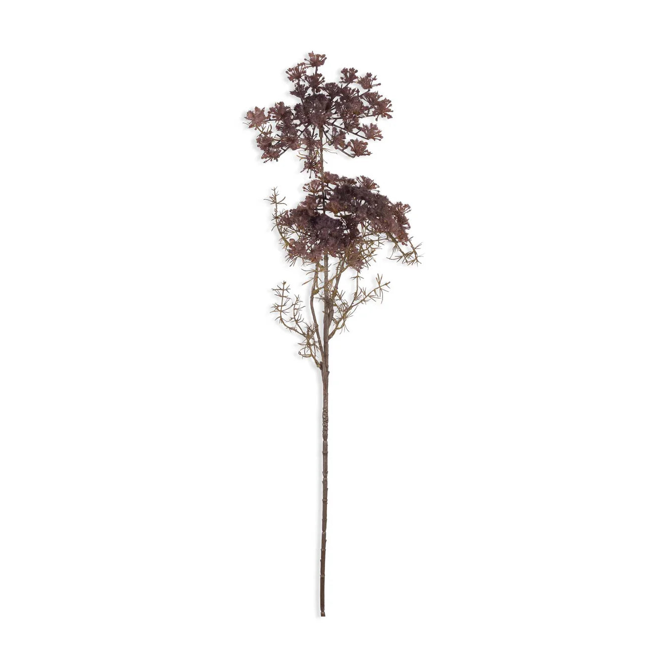 Queen Anne's Blush Lace stem