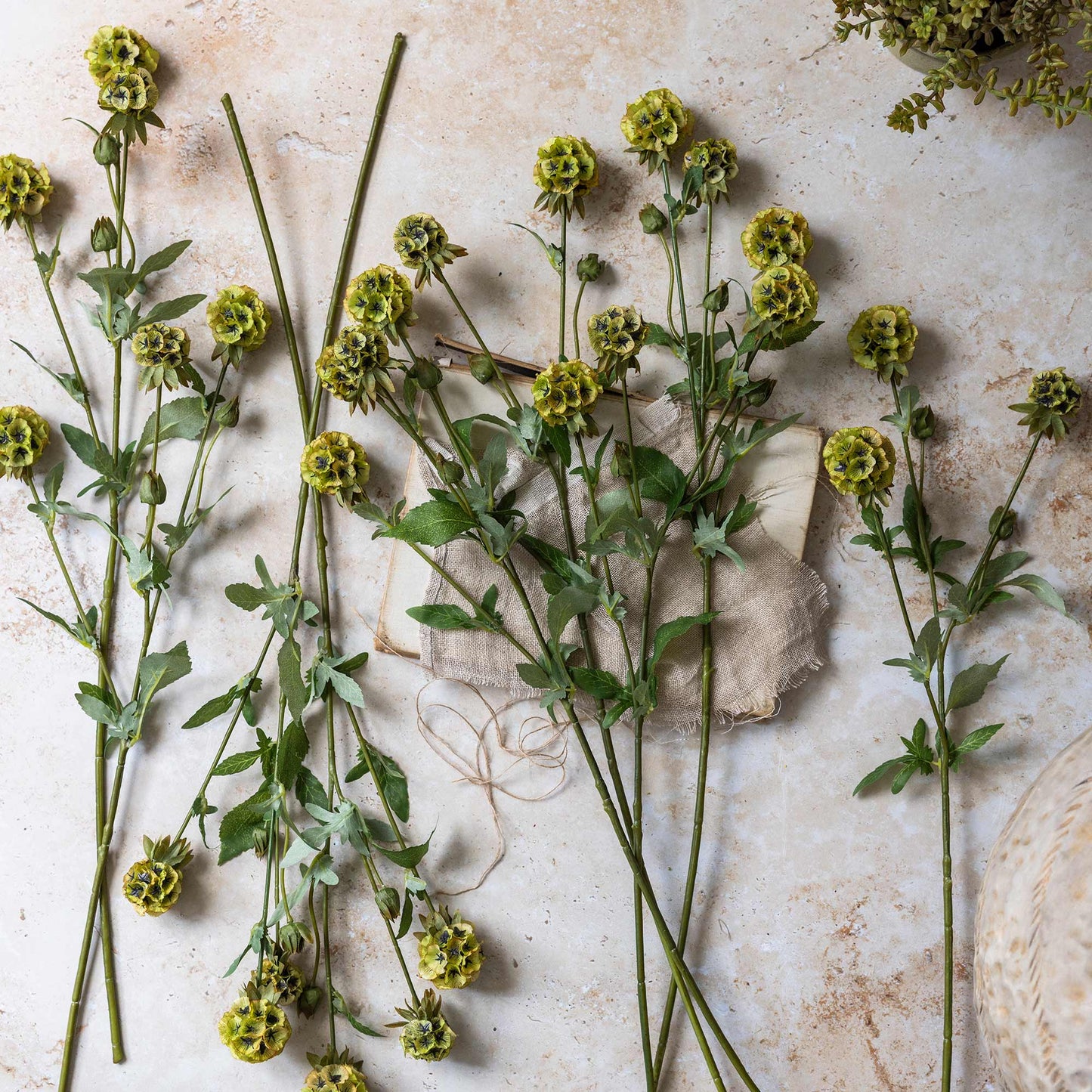 Green flowers and leaves on a textured beige surface