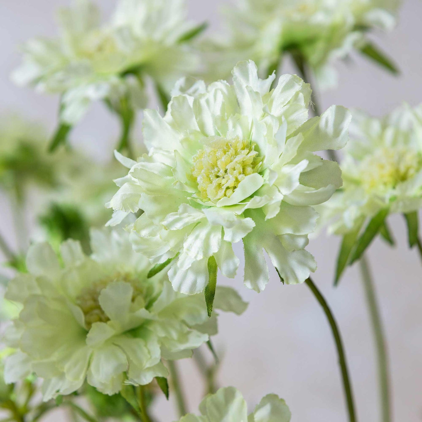 Close-up of light green flowers with a soft focus background