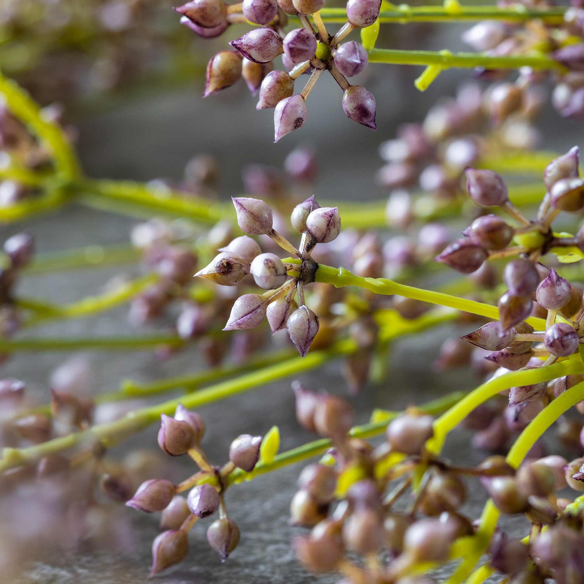Close-up of small purple flower buds on green stems with a blurred background