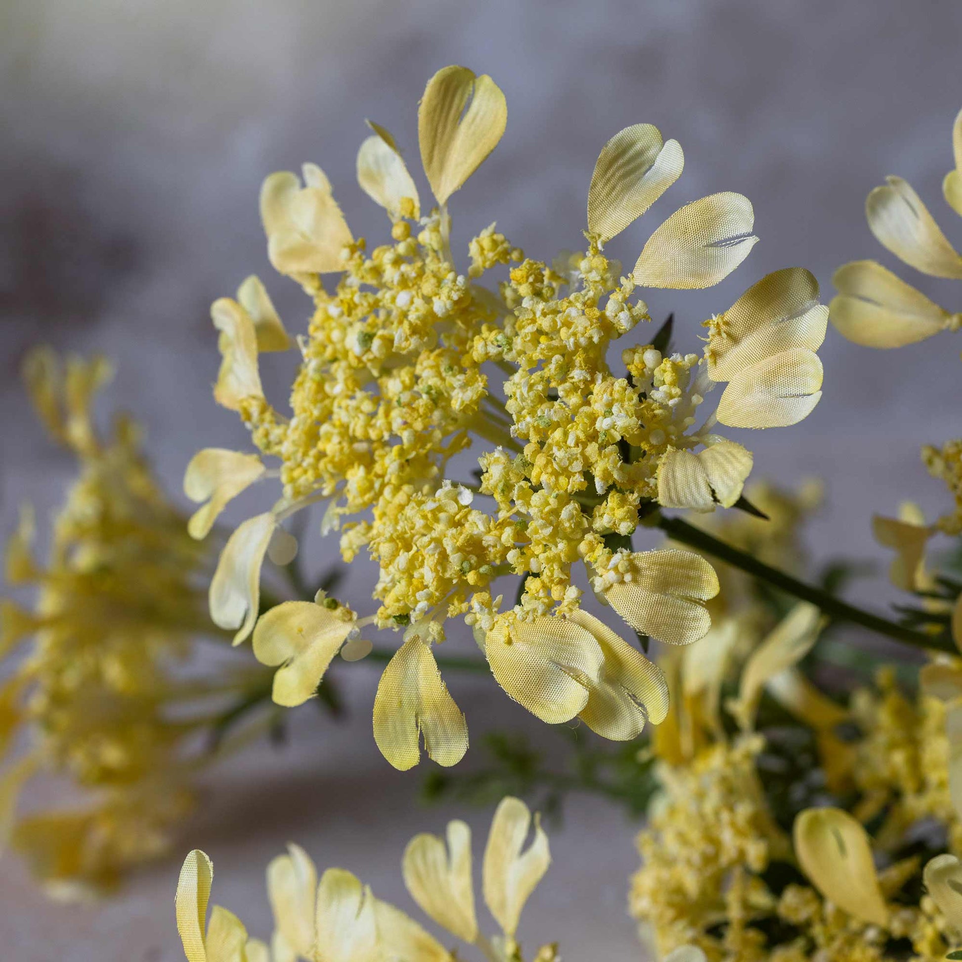 Close-up of yellow flowers with a blurred background