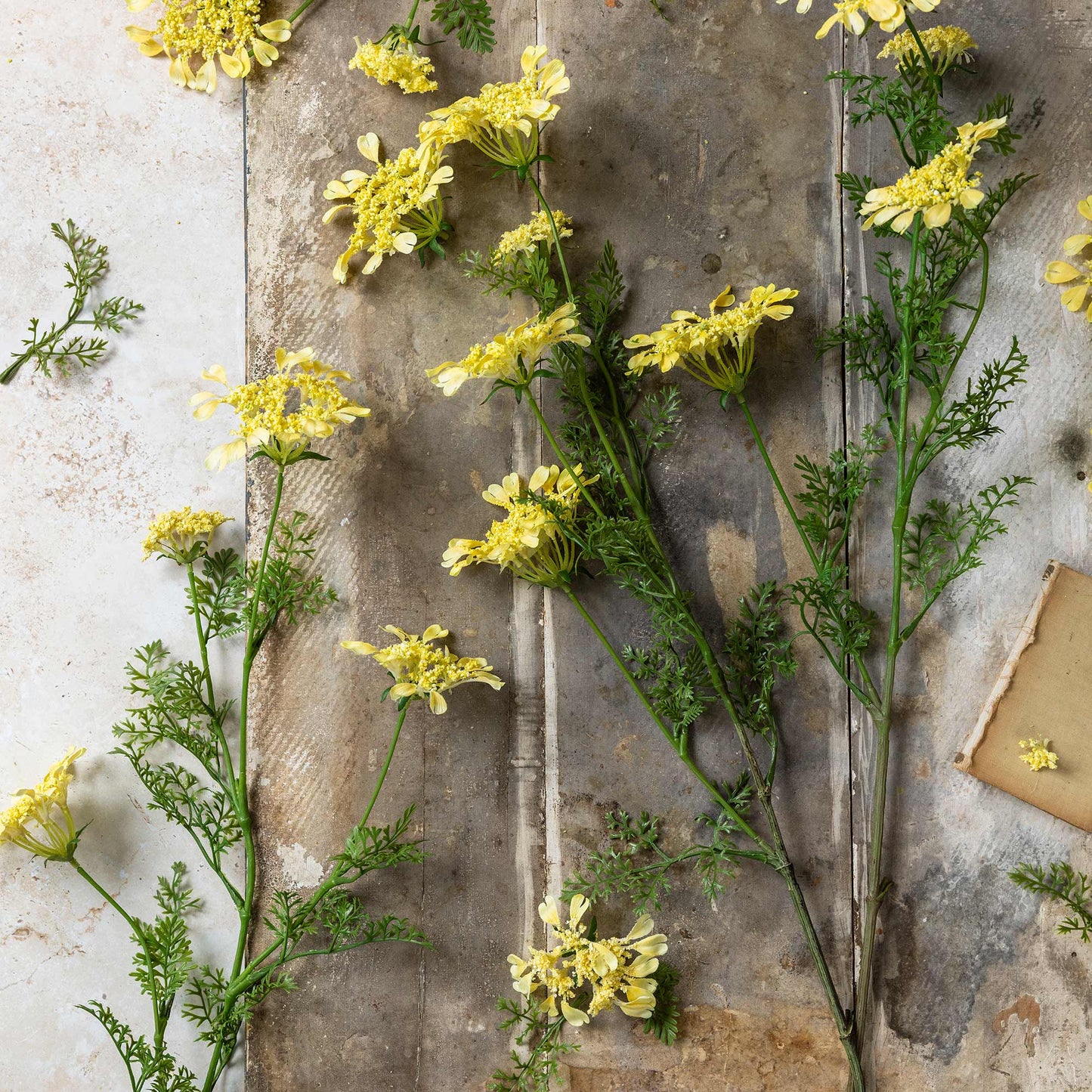 Yellow flowers with green stems on a textured stone surface