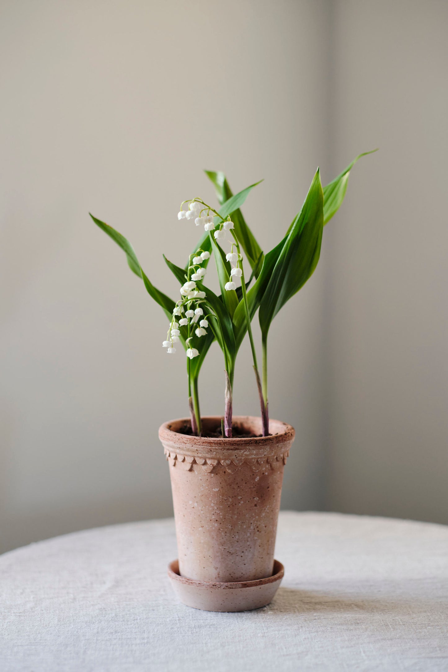 Københavner Pot