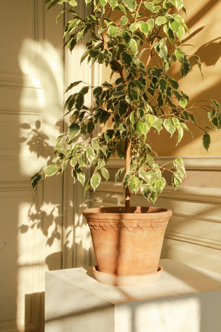 Københavner Pot