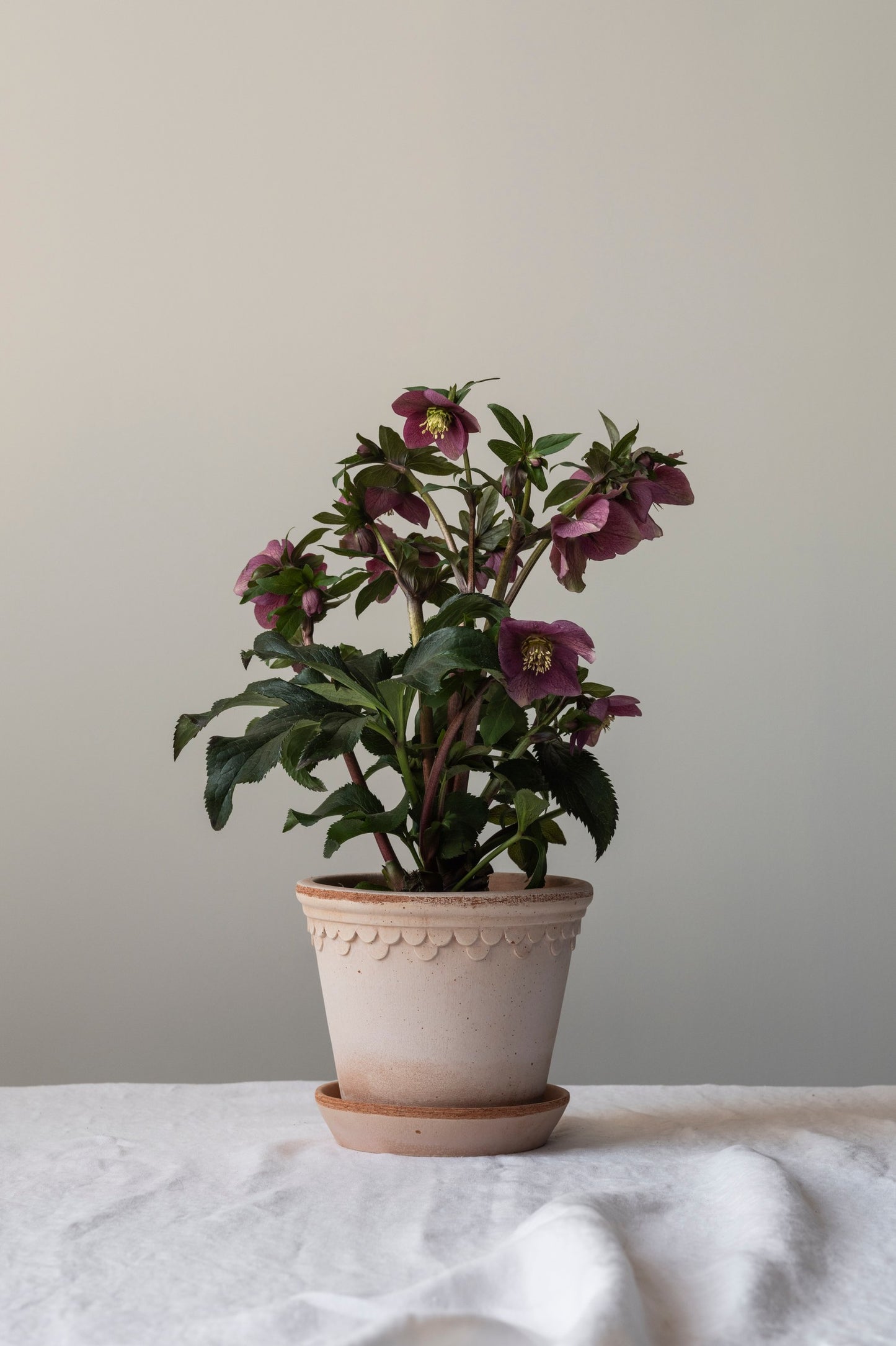 Københavner Pot