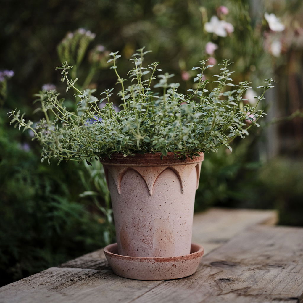 Elizabeth Pot