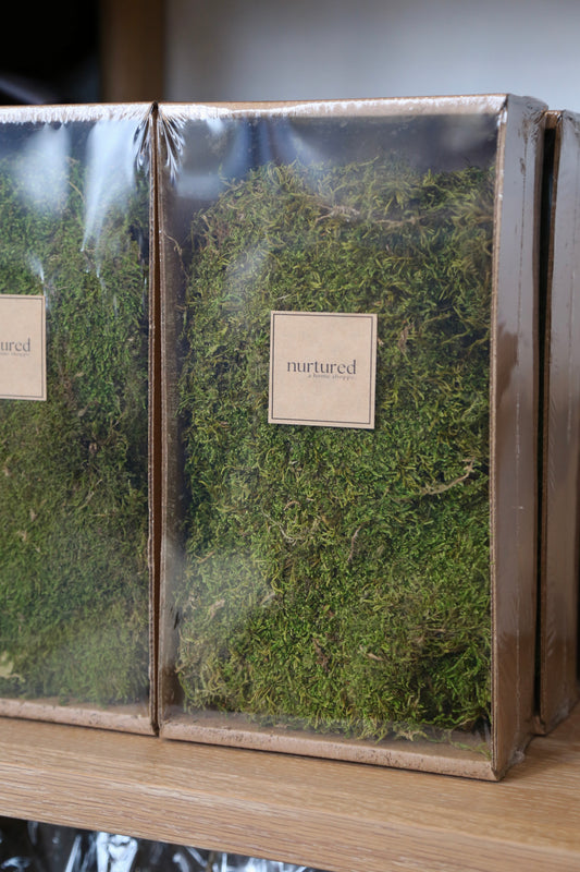 Preserved Sheet Moss