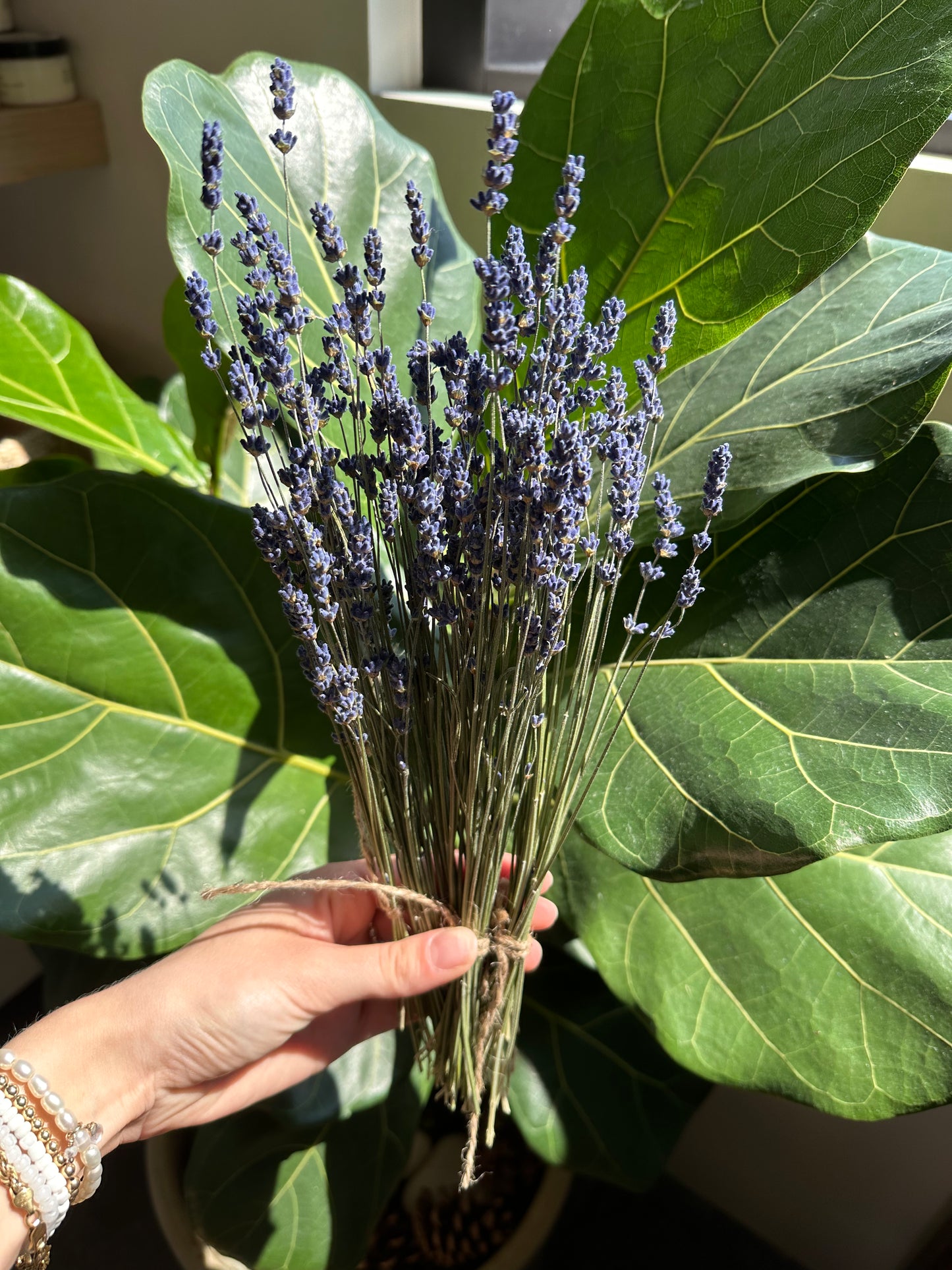 Fresh Lavender - Bundle of 3