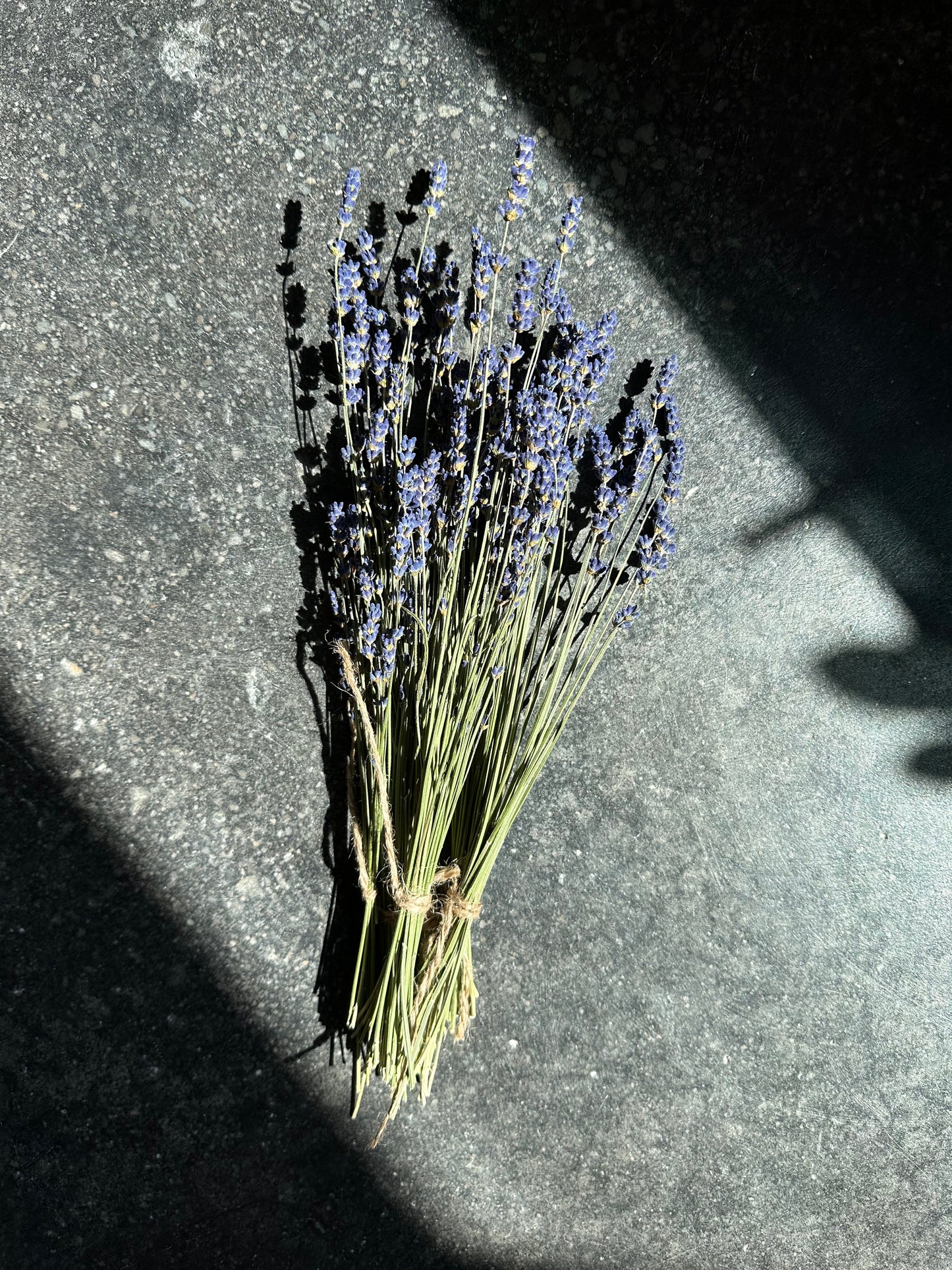 Fresh Lavender - Bundle of 3