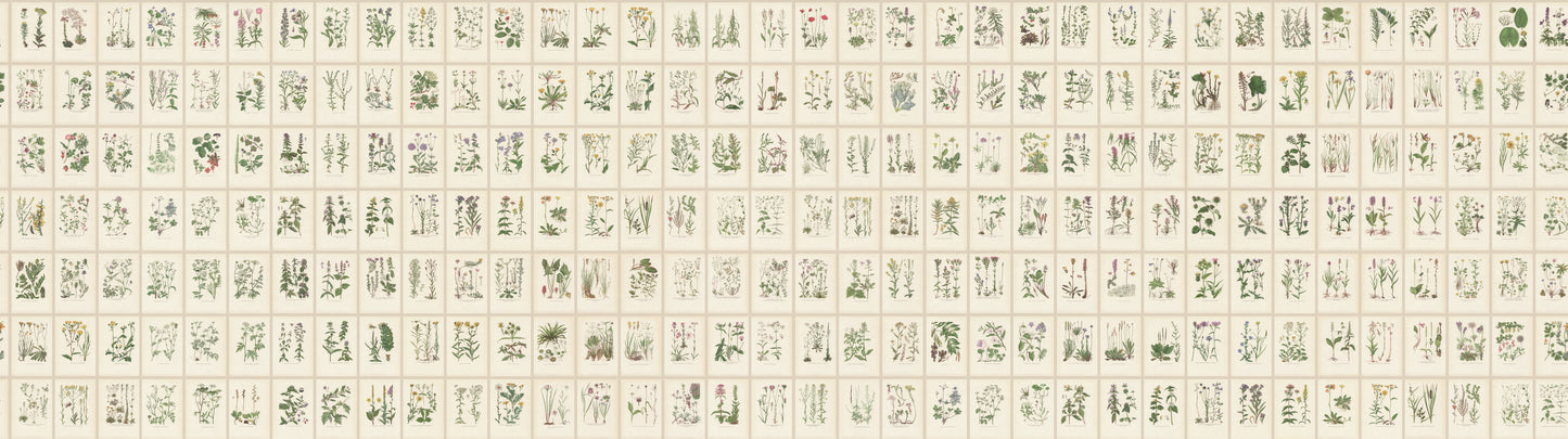 Botanica, Oat