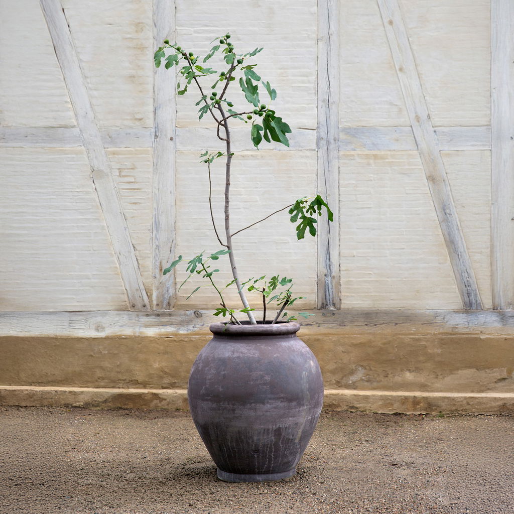Olivia Pot