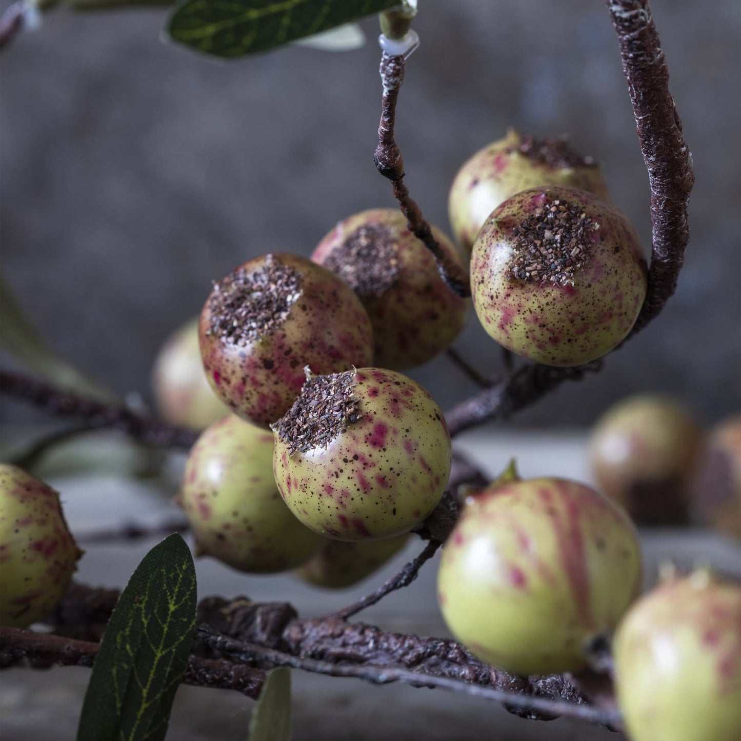 Dappled Rosehip
