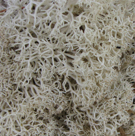 Reindeer Moss
